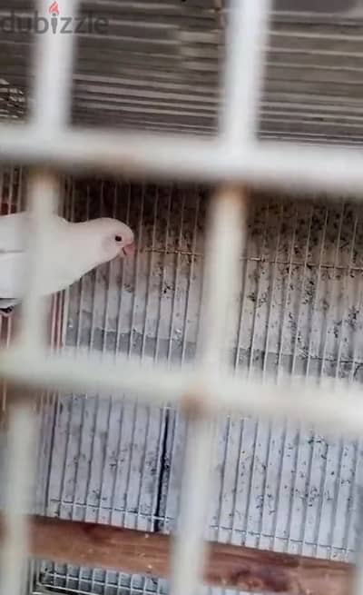 4 حبات فيشر البينو  4pcs fisher albino