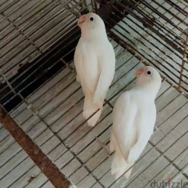 4 حبات فيشر البينو  4pcs fisher albino 2