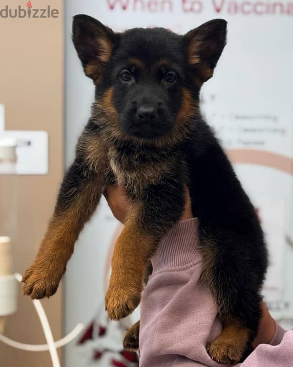 German shepherd puppies يراوه جيرمن شيبرد 0