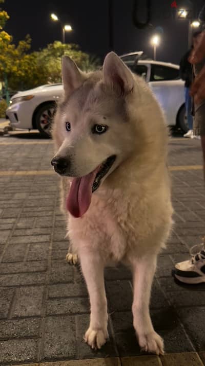 Siberian husky