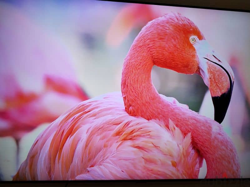 Samsung 58” Crystal UHD TV 2