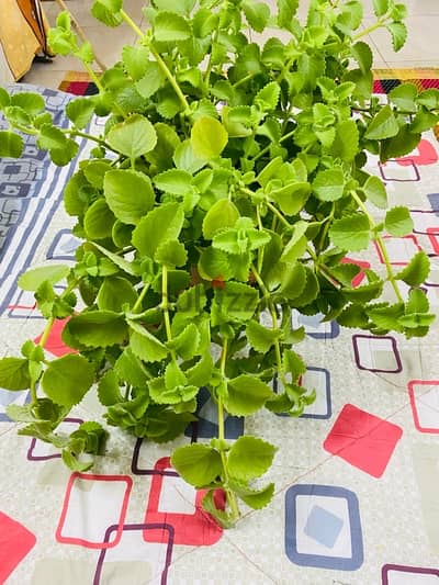 ajuwain plant for sale