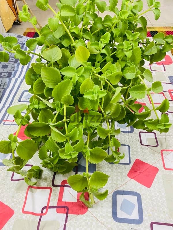 ajuwain plant for sale 0