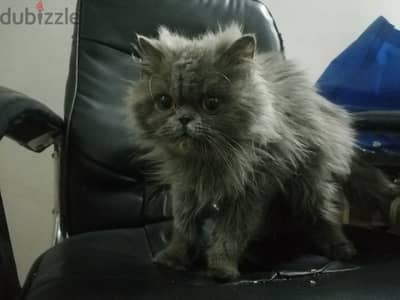 cat for adoption/ قطة مجان للتبرع