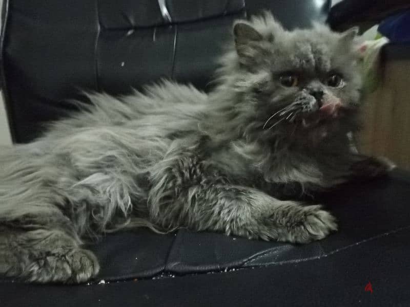 cat for adoption/ قطة مجان للتبرع 2