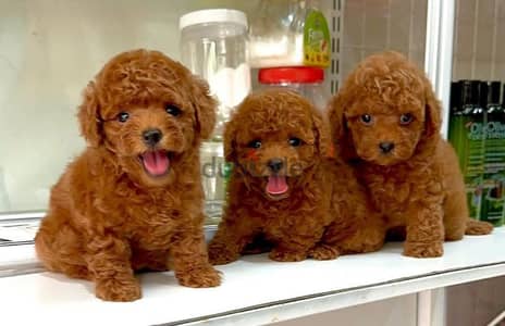 toy poodle dark red توي بودل اعمار شهرين