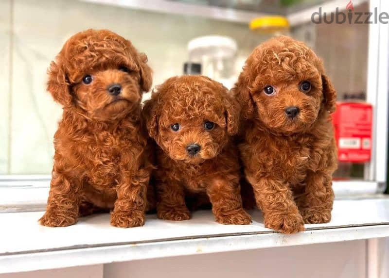 toy poodle dark red توي بودل اعمار شهرين 1