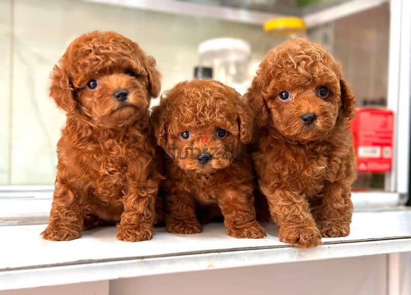 toy poodle dark red توي بودل اعمار شهرين 2