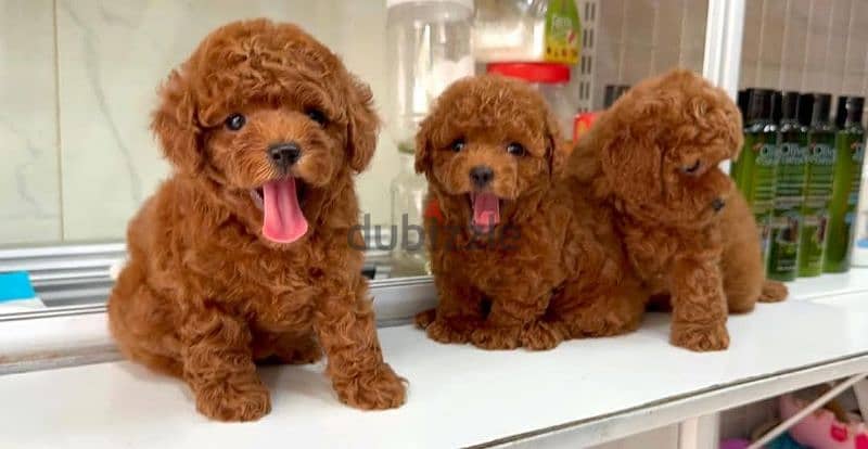 toy poodle dark red توي بودل اعمار شهرين 3