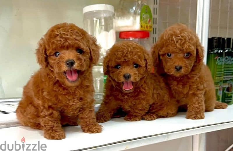 toy poodle dark red توي بودل اعمار شهرين 4