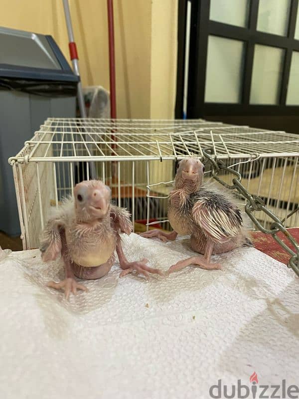 Cockatiel Babies 2