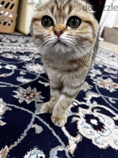 Scottish fold