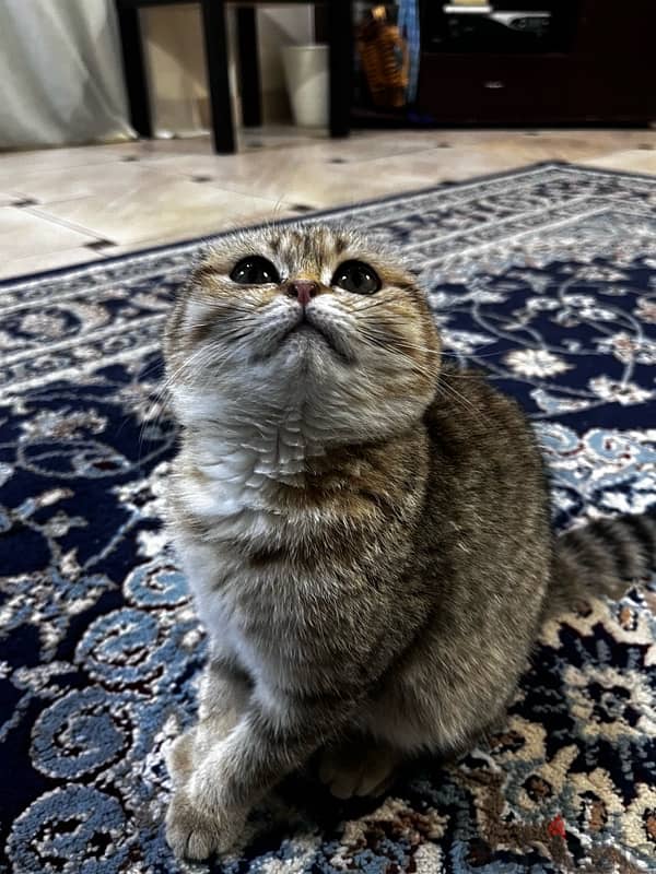 Scottish fold 1