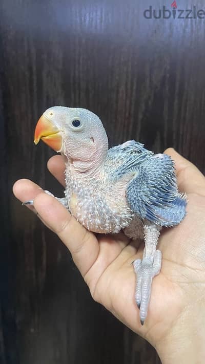 Nepali parrot chick for sale