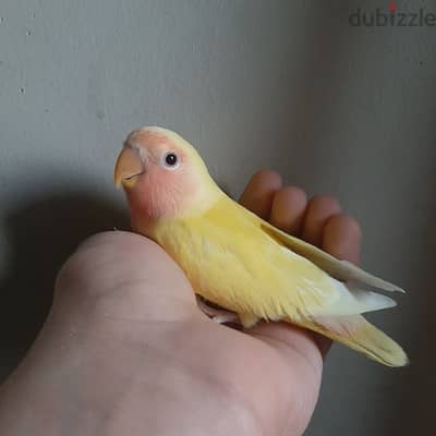 Latino red eye love bird for sale