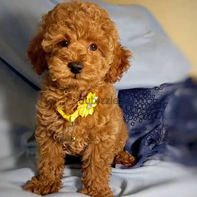 Toy poodle puppies for sale