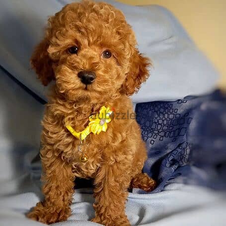 Toy poodle puppies for sale 0