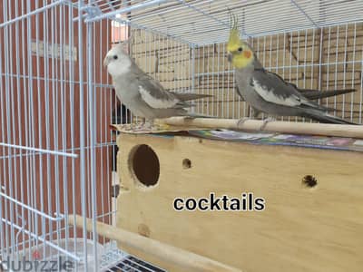 Cocktails