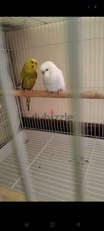 budgerigar couple for sale with Cage 0