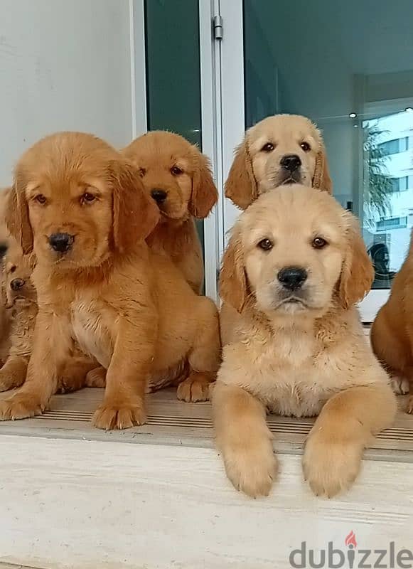 male and female golden rutviuler pupies top level 0