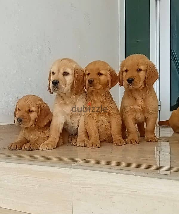 male and female golden rutviuler pupies top level 1