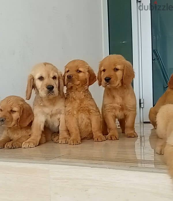 male and female golden rutviuler pupies top level 2