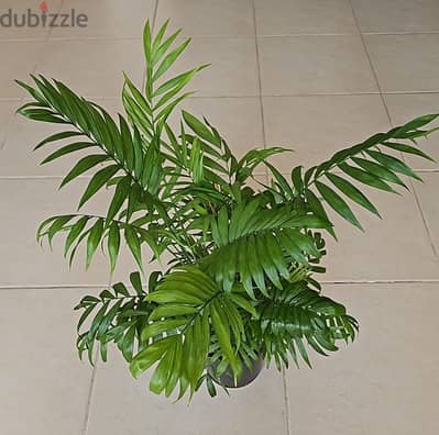 Palm Indoor Plant