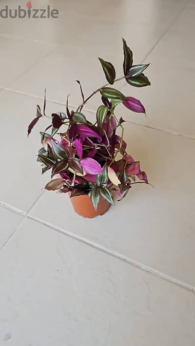 Green Pink Indoor plant