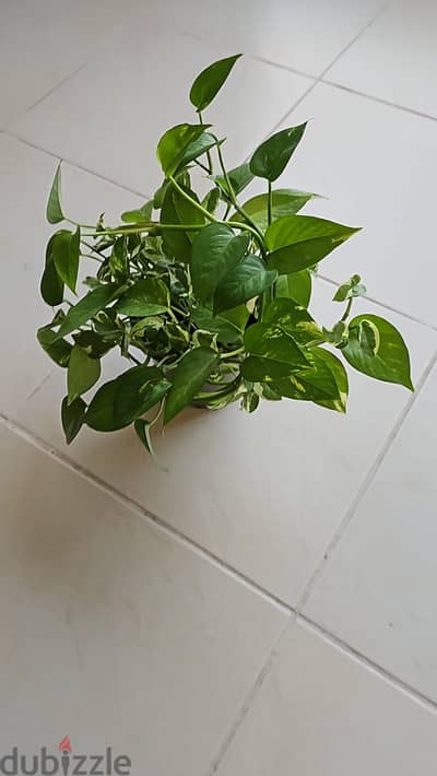 White & Green  Money Plant