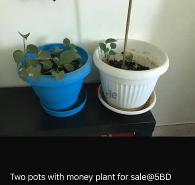 Indoor Green Money Plants (creepers) for Sale