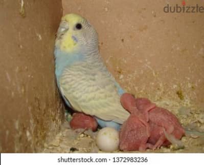 budgies pair