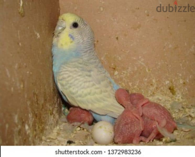 budgies pair 0