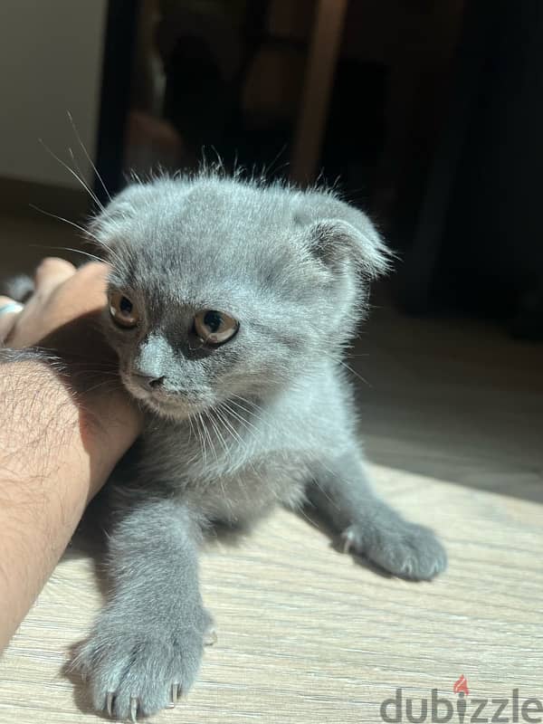 Scottish Fold Kitten 1