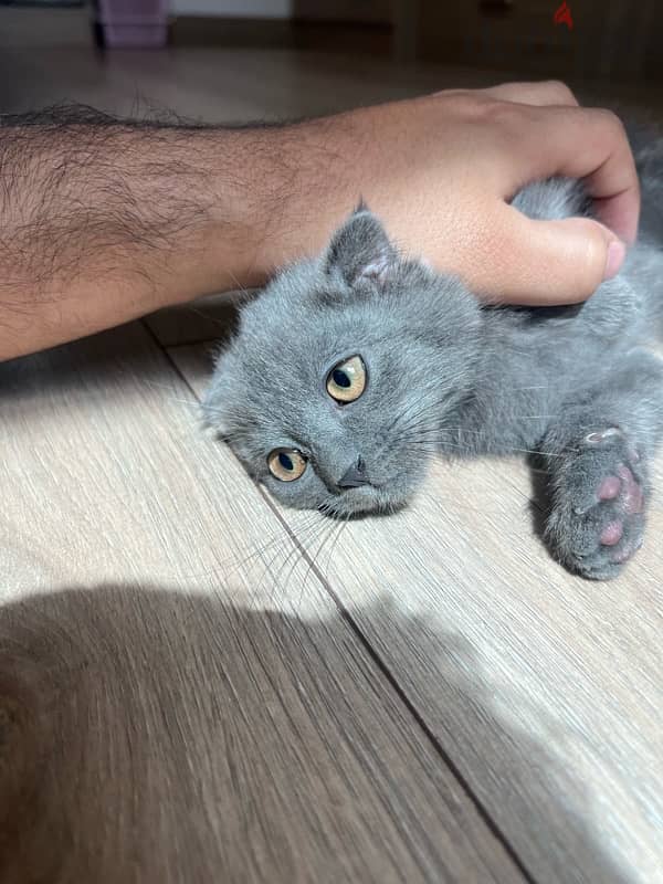 Scottish Fold Kitten 2