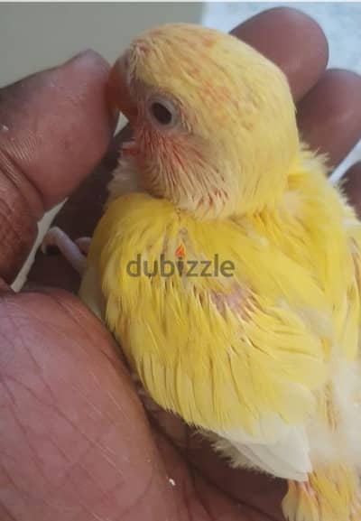 Red opline chick