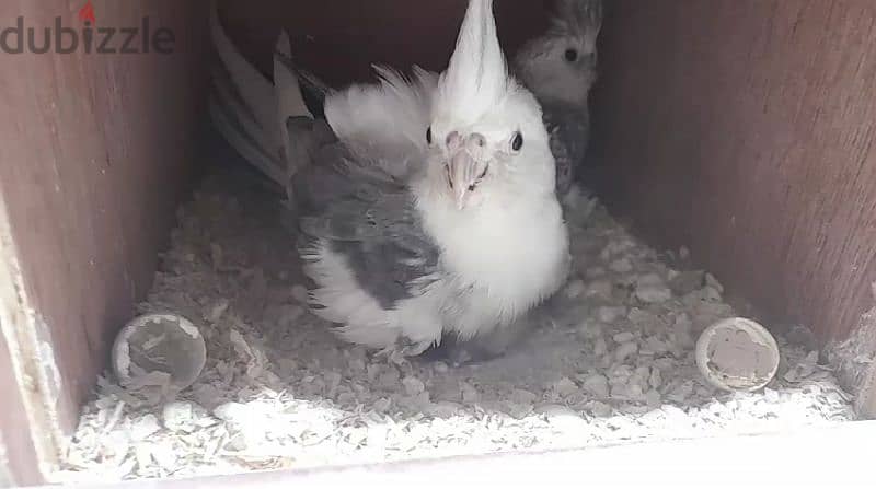 cocktail raning breeding pair 0