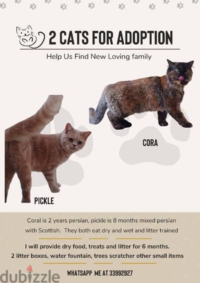 2 cats for adoption