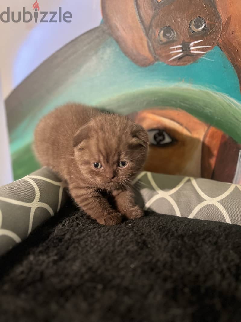 Scottishfold kitten 1