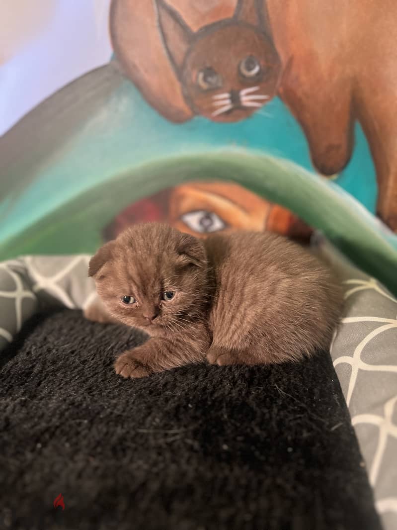 Scottishfold kitten 2