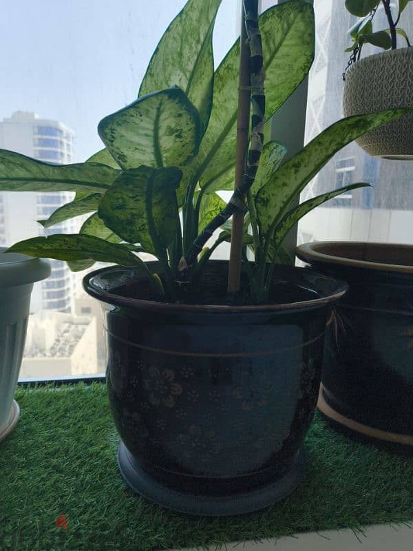 Marian Dieffenbachia plant for sale 1