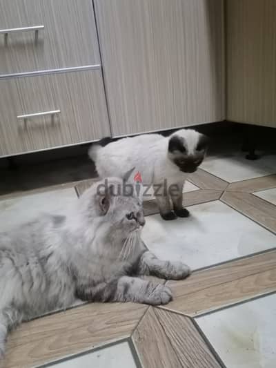 Siberian cat and Siamese cat for sale