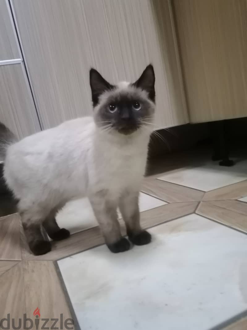 Siberian cat and Siamese cat for sale 1