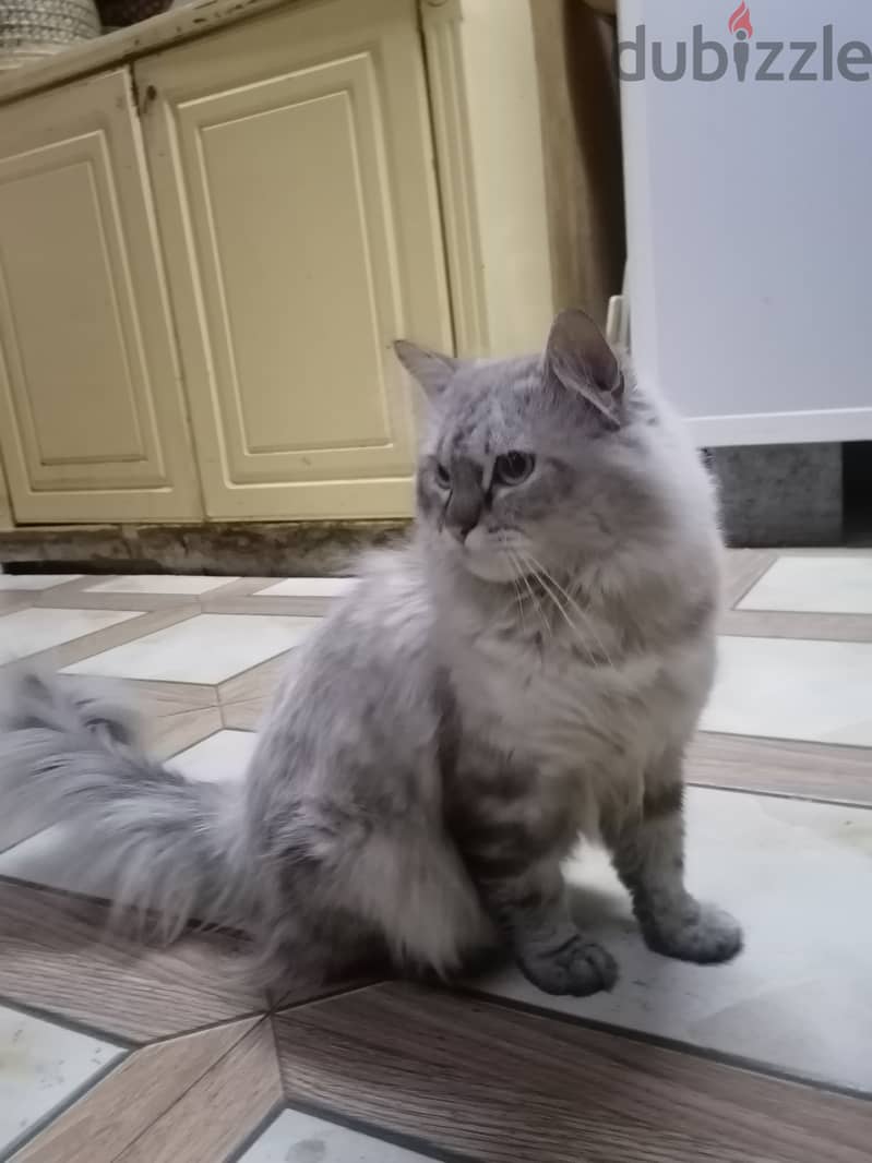 Siberian cat and Siamese cat for sale 3