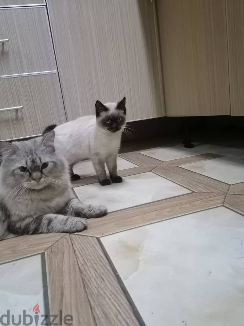 Siberian cat and Siamese cat for sale 5