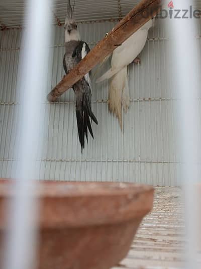 cocktails breeding pair male white face female albino