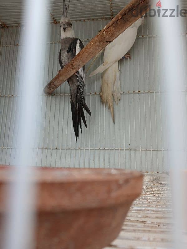 cocktails breeding pair male white face female albino 0