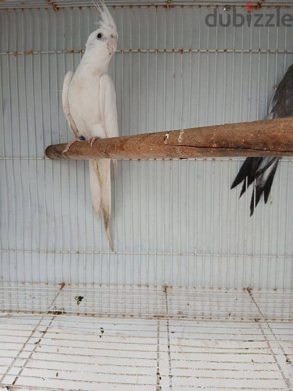 cocktails breeding pair male white face female albino 1