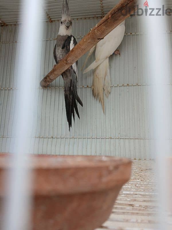 cocktails breeding pair male white face female albino 2