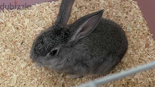 female rabbit for sale ( with cage )