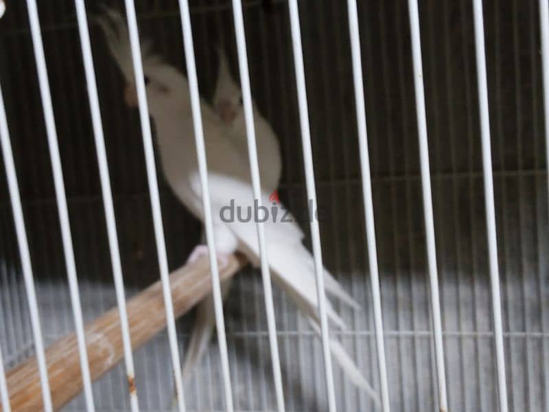 زوجين كوكتيل البينو منتجين cocktail albino breeding pair 0